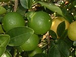limette