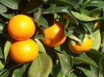calamondino