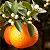 Chinotto