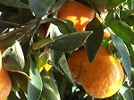 ichangensis