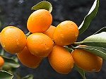 kumquat