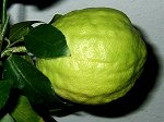 citrus medica