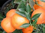chinotto