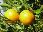 pompelmo