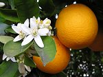 arancio